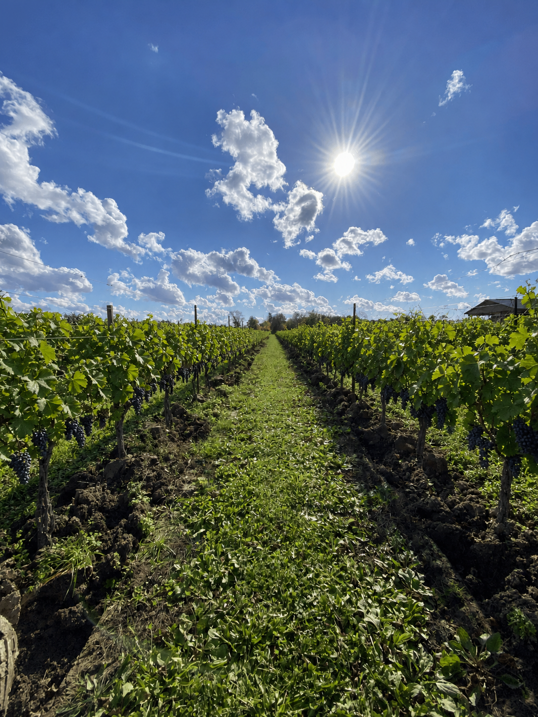 Rows of vines at 16 Mile Cellar under a bright Niagara sky